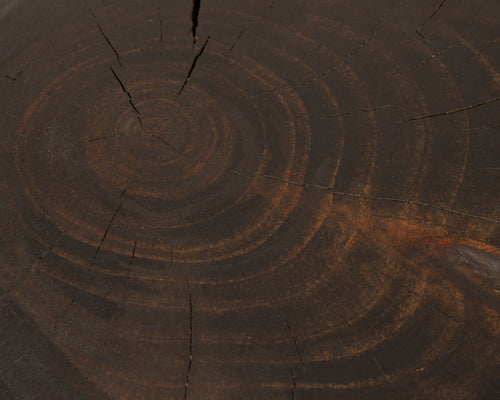 Cypress Stump